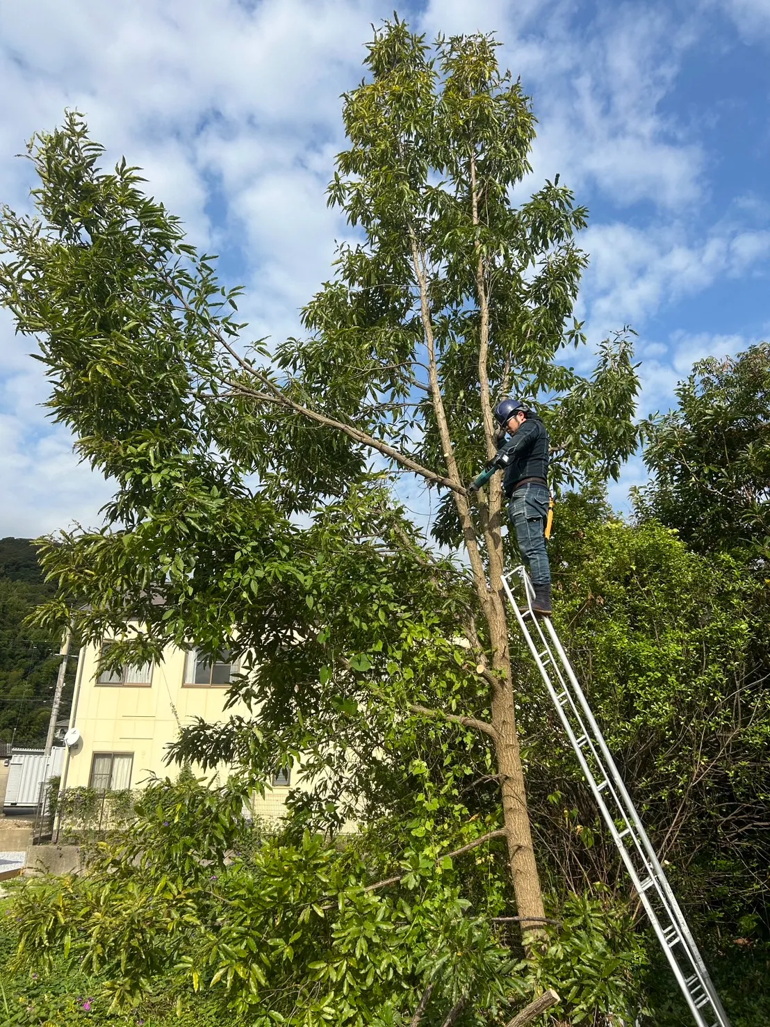 樹木伐採・抜根・移植工事